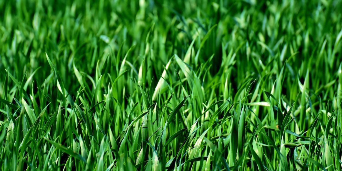 Talvise taimkatte rajamise tähtaega ei pikendata