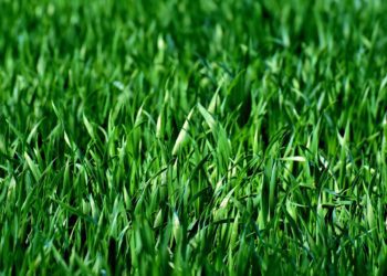 Talvise taimkatte rajamise tähtaega ei pikendata