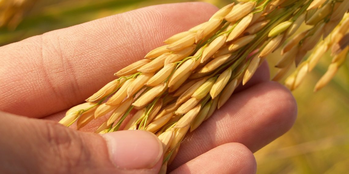 Foto: viljakuivateid omavatel ettevõtetel keskkonnaametis oma tegevuse registreerimise kohustus