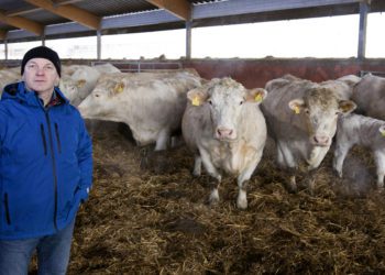 Foto: Lihaveisekasvataja Vallo Kruusimägi, šarolee tõugu lihaveised