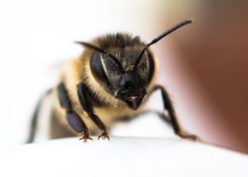 Mesinike sõber mesilane