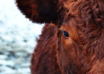 Hea uudis loomakasvatajatele ja kuivatiomanikele