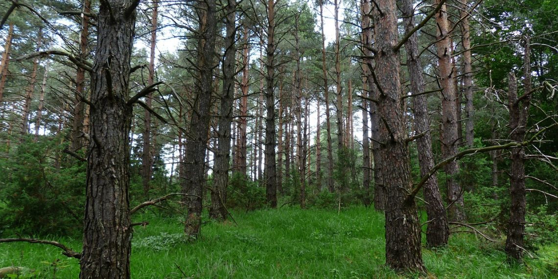 Foto: mullust metsamehe aastat keegi taga ei nuta. Metsastrateegia