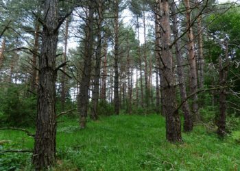 Foto: mullust metsamehe aastat keegi taga ei nuta. Metsastrateegia