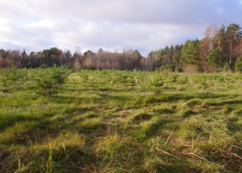 Foto: metsapuude sordiaretus