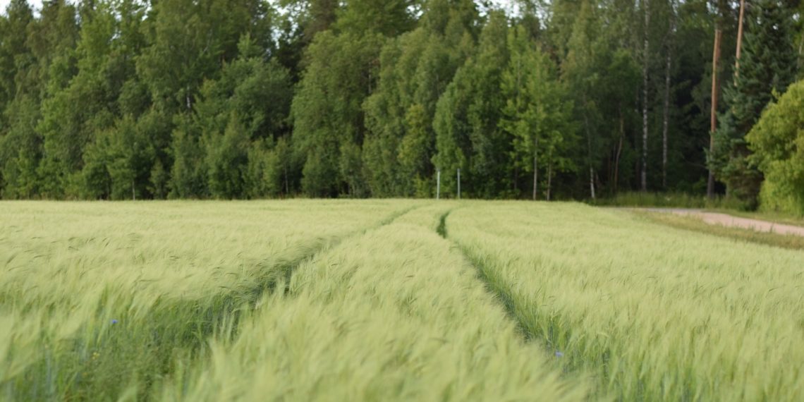 Foto: algas pindalatoetuste taotlejate kontrollimine