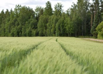 Foto: algas pindalatoetuste taotlejate kontrollimine