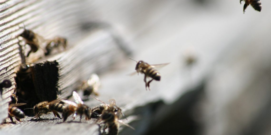 Rabaveere farmi juht Olav Kreen kirjutab, et mesinike ja põllumeeste koostöö sujub aasta-aastalt paremini! Foto: mesinikud ootavad riigilt abikätt. Foto: Pixabay