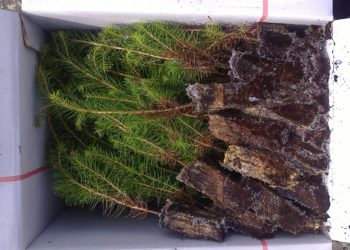 Foto: metsaomanik saab nõu küsida metsaühistust