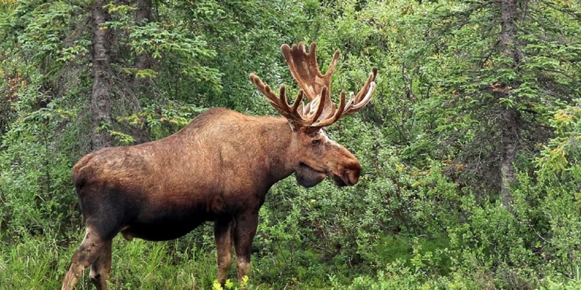 Foto: põder metsas, metsaühistust saab abi metsa ja puidu müügil