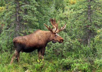 Foto: põder metsas, metsaühistust saab abi metsa ja puidu müügil