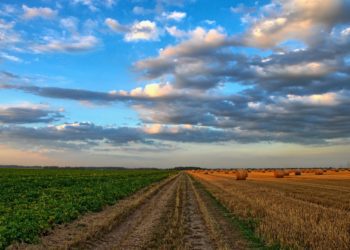 Põllumajanduslike majapidamiste elujõulisust mõjutavad toetused ja hinnad