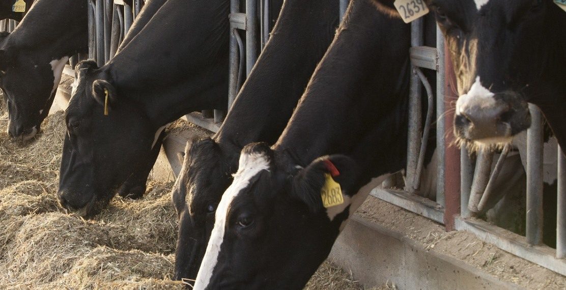 Alltech visits A&M De Sousa Dairy farm in Turlock, California