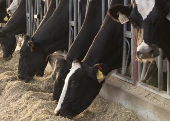 Alltech visits A&M De Sousa Dairy farm in Turlock, California