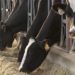 Alltech visits A&M De Sousa Dairy farm in Turlock, California