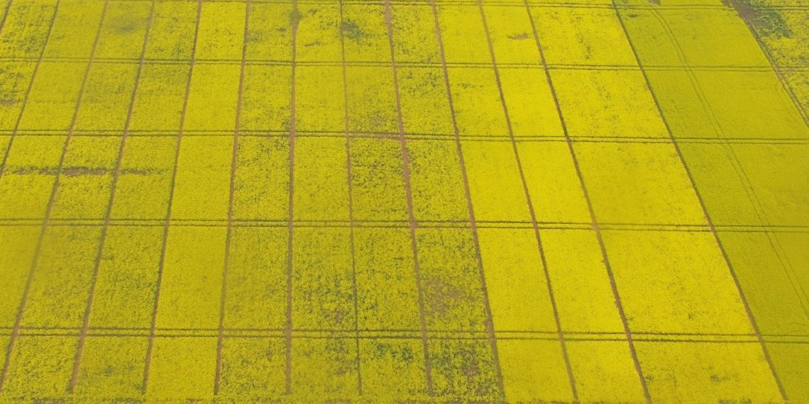 Foto: Talirapsi katsed, 05.06.2017, Tartumaa