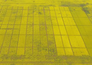 Foto: Talirapsi katsed, 05.06.2017, Tartumaa