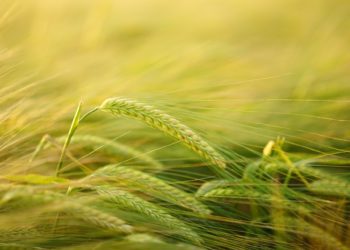 Foto: tarbija ootab selgust