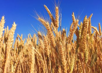 Teravilja saagikus jääb pea 40% mullusest väiksemaks. Foto: Pixabay