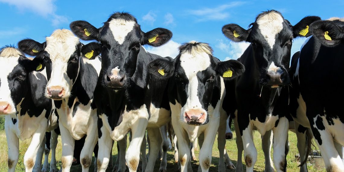 Kuidas korraldada loomade söötmine peale põua-aastat