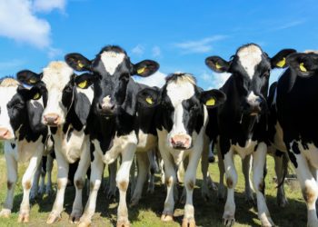 Kuidas korraldada loomade söötmine peale põua-aastat