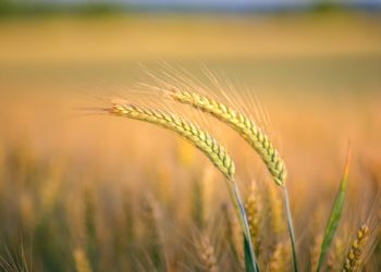Käibelaen aitaks leevendada põua tõttu kahju kannatavate põllumeeste olukorda