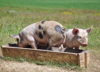 Eesti seakasvatajad vajavad riigilt tuge.