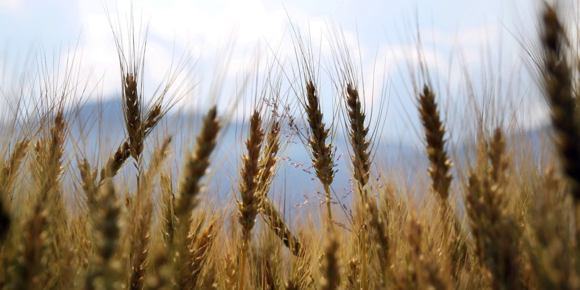 Tänavune taimekasvuaasta on järjekorras juba kolmas, millest rääkides põllumehed oma juttu alustavad sõnadega „ei mäleta varasemast sellist aastat…!“. 2021. oli päris hea aasta - põllumajanduse kogutoodangu väärtus oli 1,088 miljardit eurot ja see suurenes 9% võrdluses eelneva aastaga. Foto: Pixabay