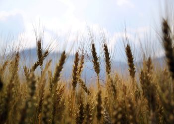 Tänavune taimekasvuaasta on järjekorras juba kolmas, millest rääkides põllumehed oma juttu alustavad sõnadega „ei mäleta varasemast sellist aastat…!“. 2021. oli päris hea aasta - põllumajanduse kogutoodangu väärtus oli 1,088 miljardit eurot ja see suurenes 9% võrdluses eelneva aastaga. Foto: Pixabay