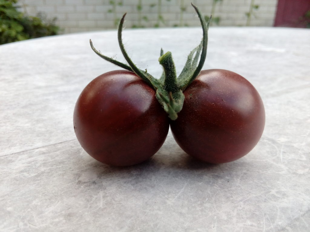 Kaksikud tomatid. Foto: Annika Järviste