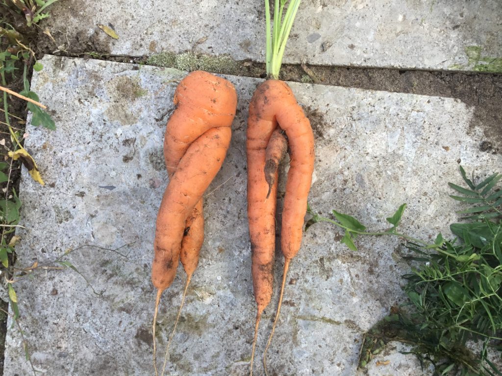 Keerdus porgandid. Foto: Anneli Kukk