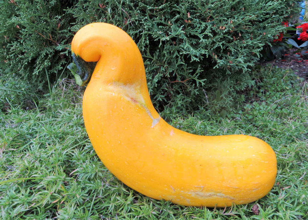 Konkursi võitjal on nii kaunis kuju kui ka kaunis värv. Foto: Talvi Trell