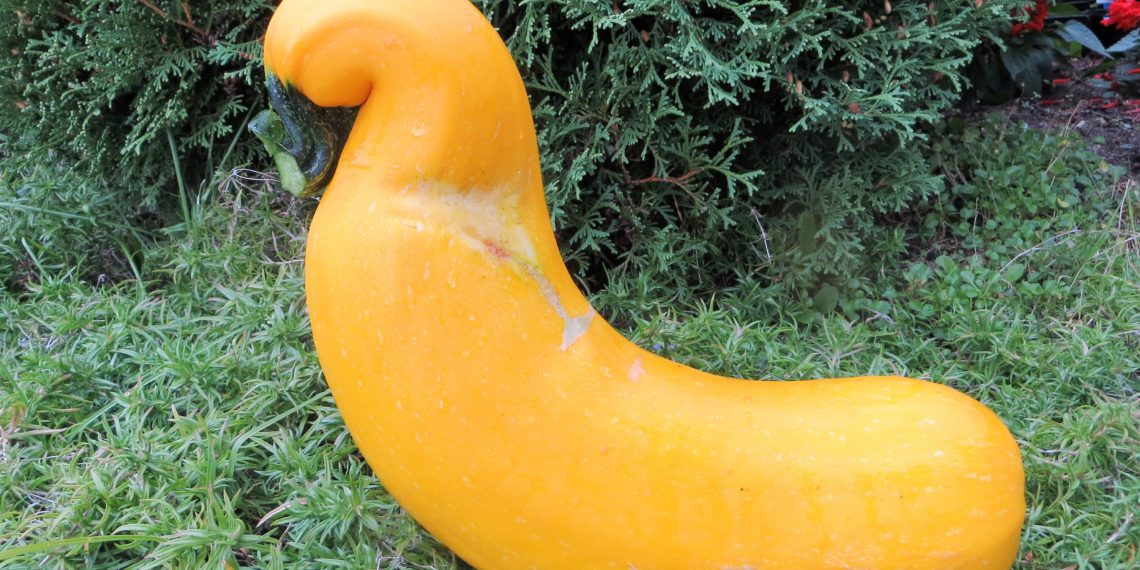 Konkursi võitjal on nii kaunis kuju kui ka kaunis värv. Foto: Talvi Trell