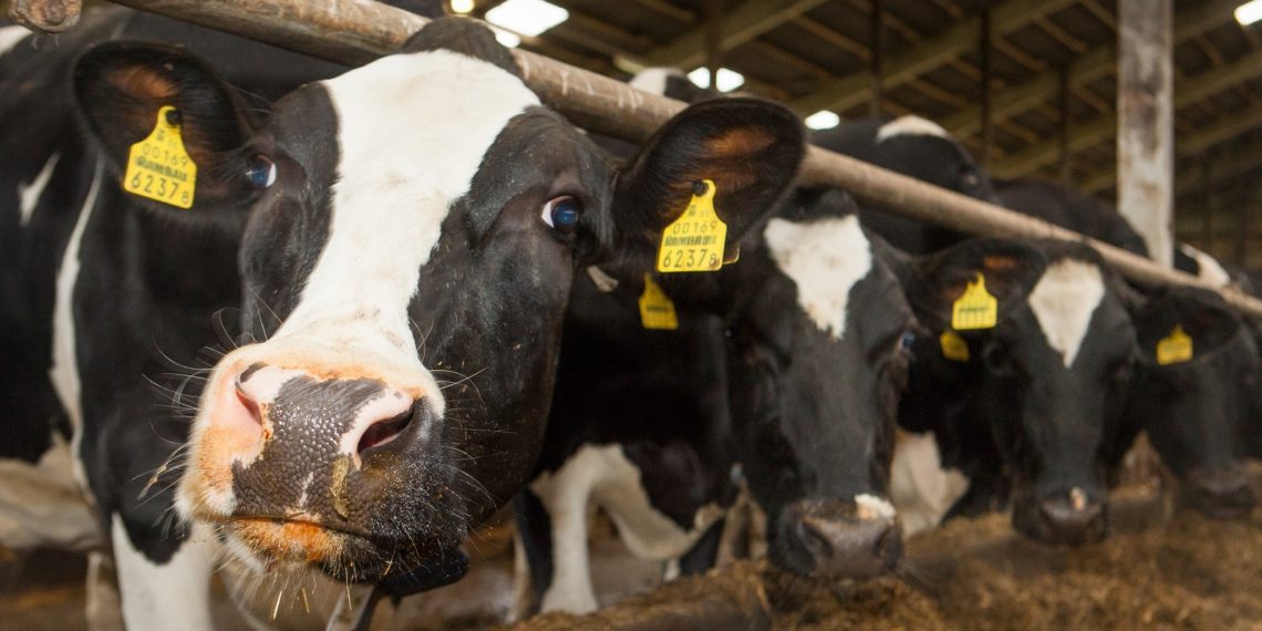 Vedelsõnniku laotamise tähtaega lühendati