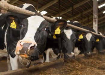 Vedelsõnniku laotamise tähtaega lühendati