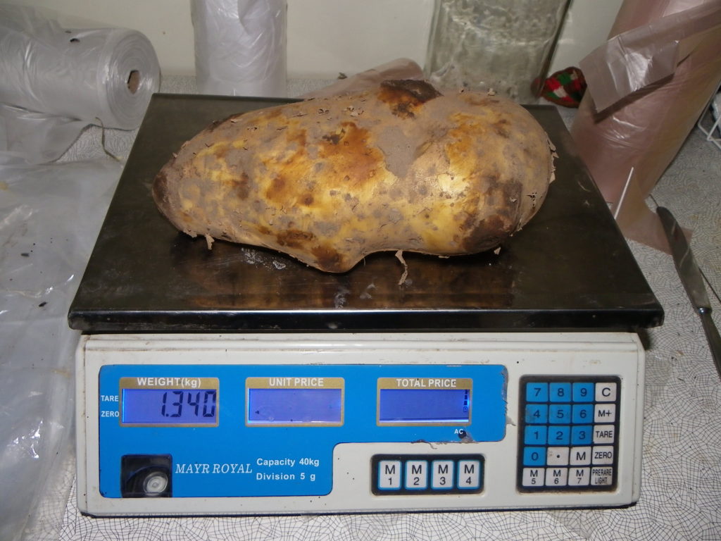 On sel kartulil alles massi! Foto: Piret Pihel