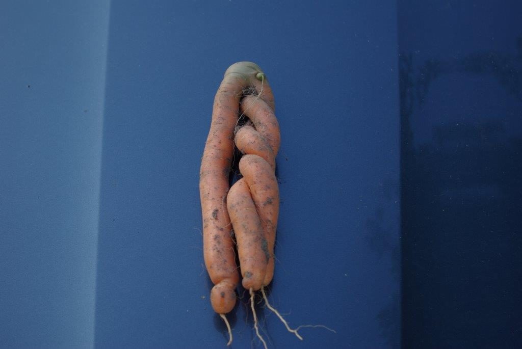 Porgand nagu köis. Foto: Kaja Rent