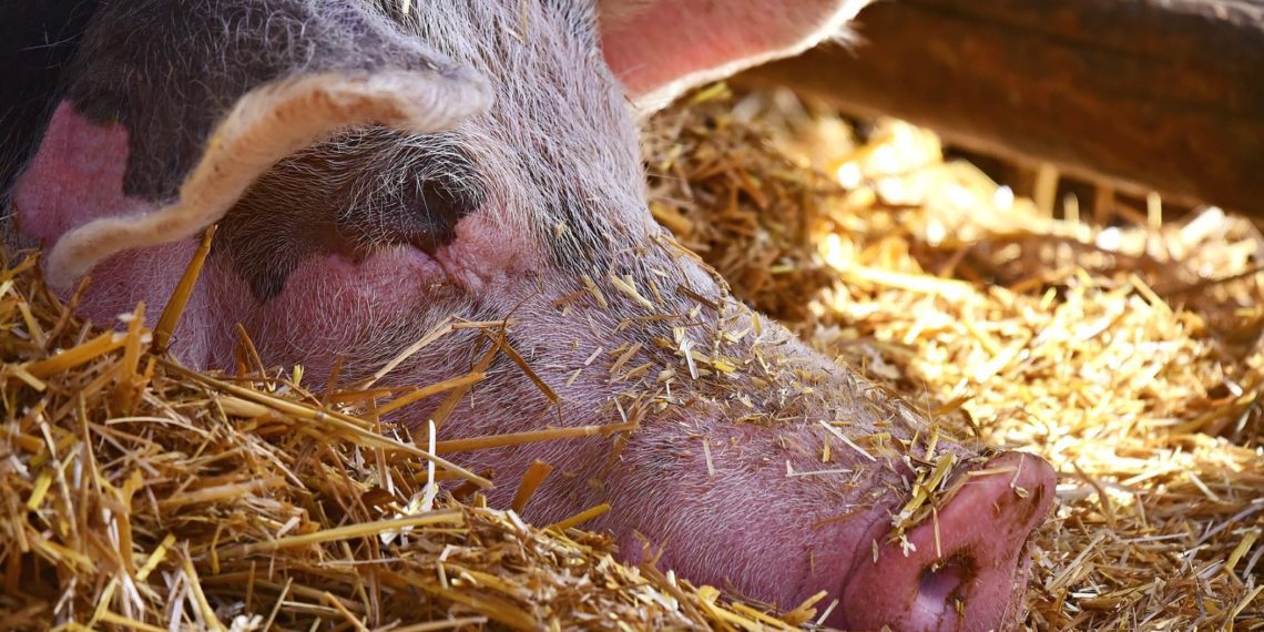 Sealiha arusaamatu hinnalangus