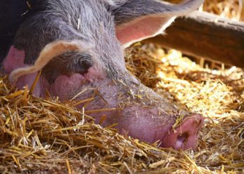 Sealiha arusaamatu hinnalangus