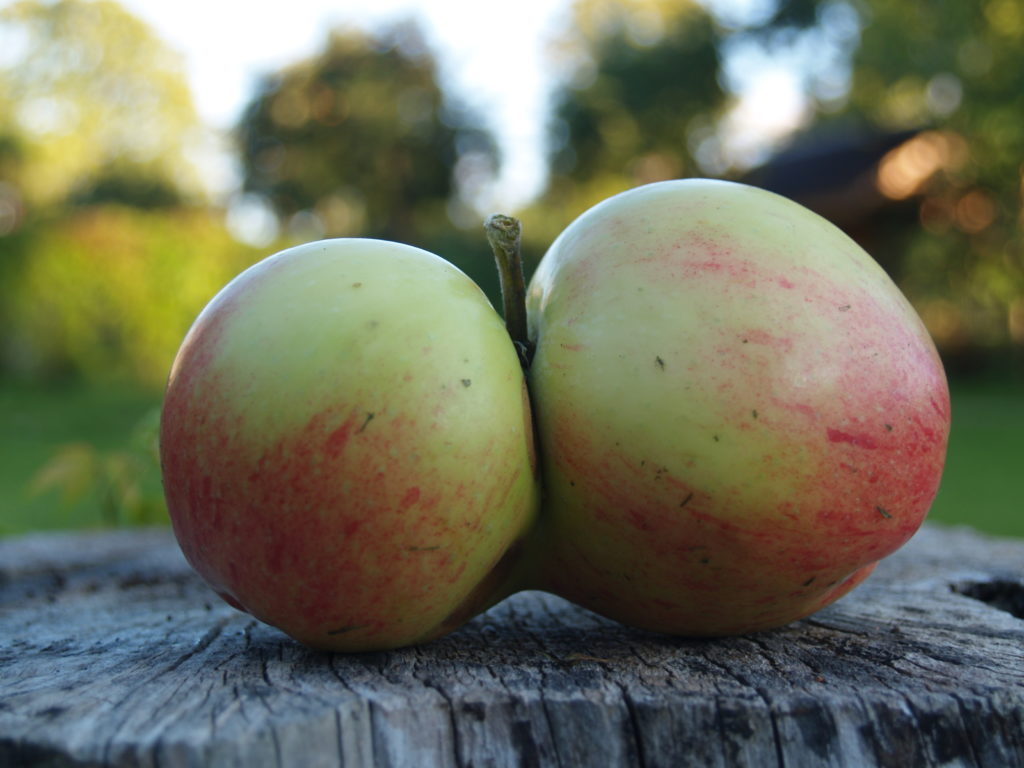 Südameõun. Foto: Annika Järviste