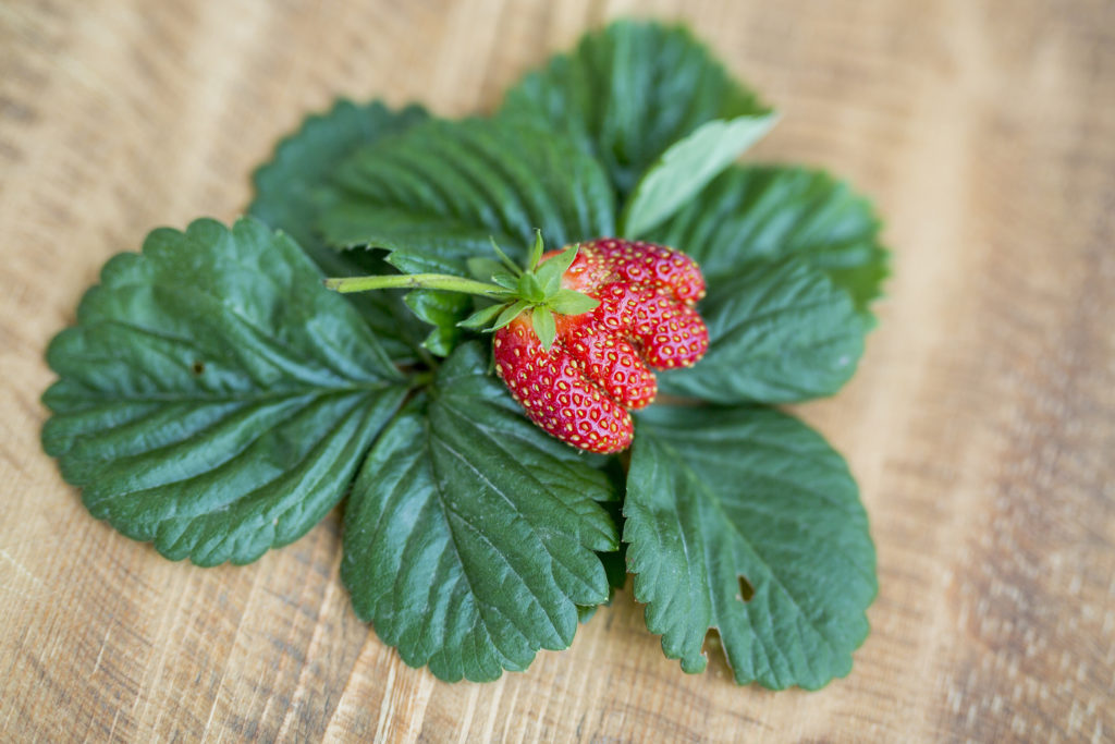 Maasikas. Foto: Reet Männik