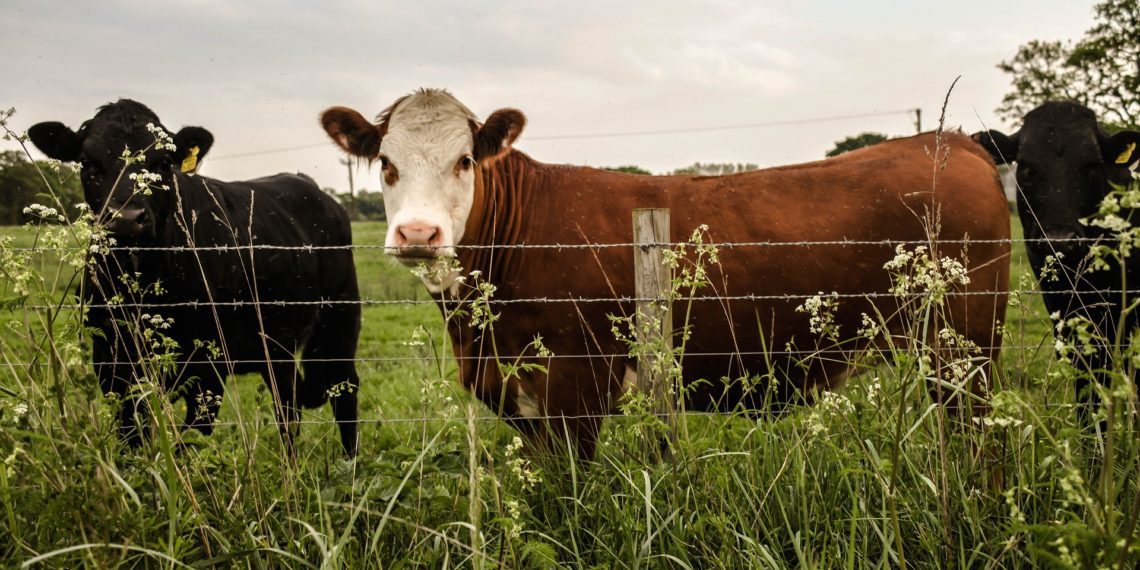 Agroturismi infopäev