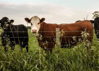 Agroturismi infopäev
