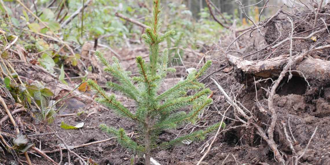 Foto: erametsaomanik saab taotleda mitmeid toetusi