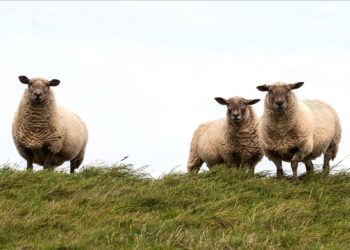 Lamba- ja kitsekasvatus