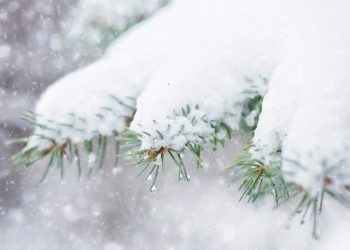 Metsameetme ja Natura 2000 hüvitise infopäevad jaanuaris