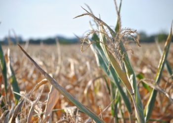 Kindlustusühistu teket võimaldav seadus