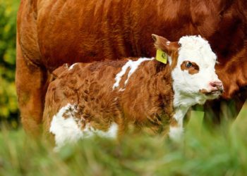 Konverents Terve loom ja tervislik toit 2019