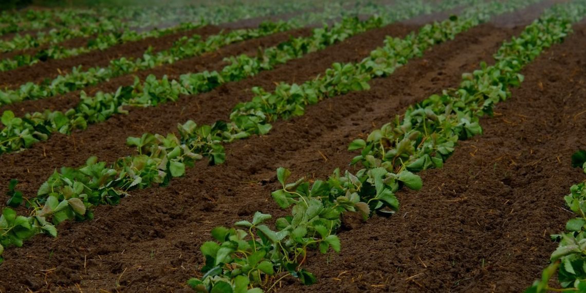 Aiandusfoorum 2019. Foto: Pixabay