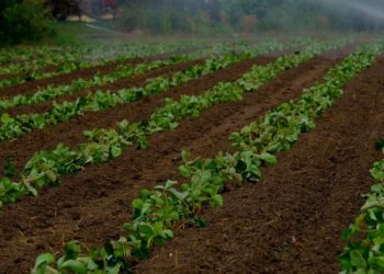 Aiandusfoorum 2019. Foto: Pixabay